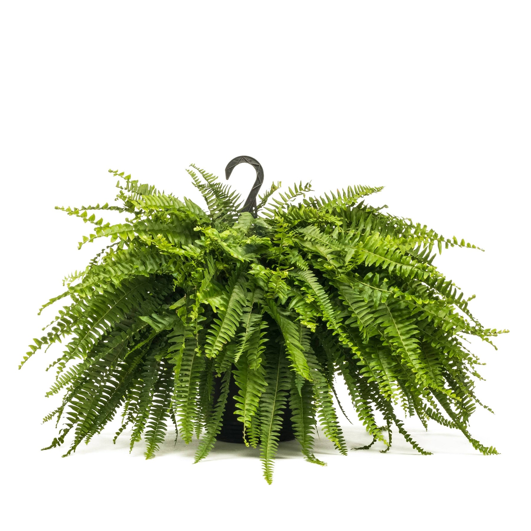Lowe's 1.5-Gallon Boston Fern in Hanging Basket - Nursery - Product image 1