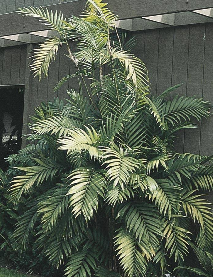 Lowe's Cat Palm in 1.75-Gallon (S) Pot - Nursery - Product image 1